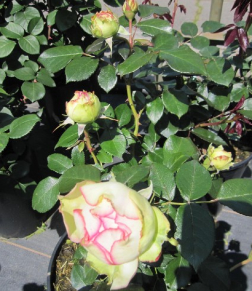 Zwergrose Biedermeier 3